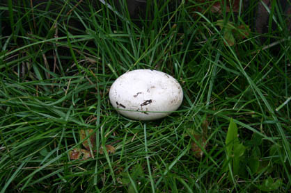 Dieses taube Ei lag noch im Nest